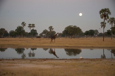 WID_3572.giraffe.moon.reflec1